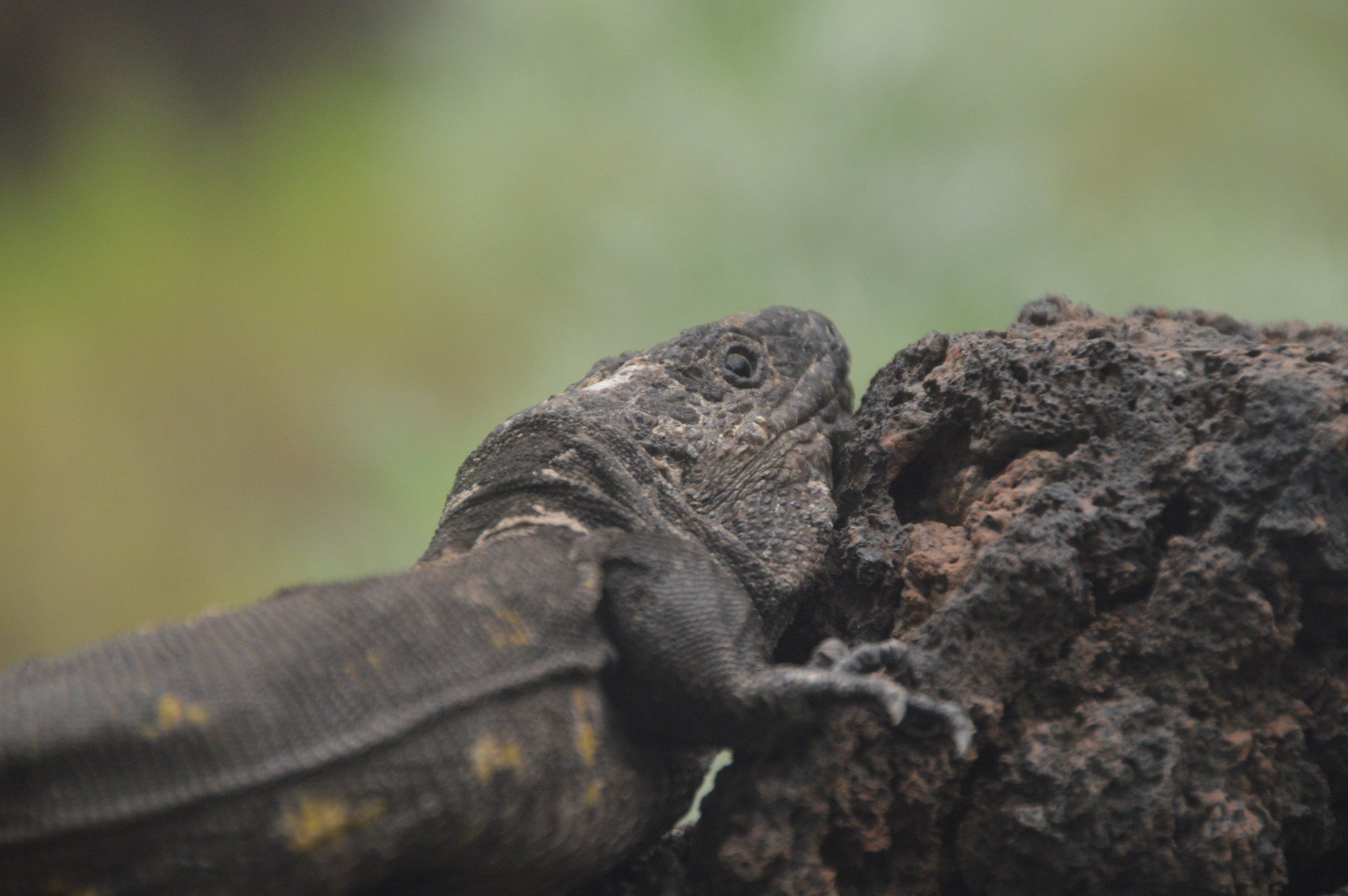 Lagarto gigante de El Hierro