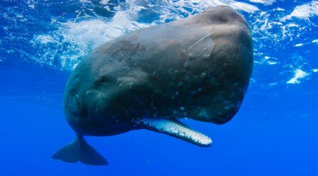 Animal con el cerebro más grande