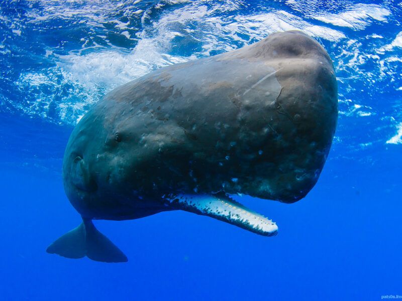 Animal con el cerebro más grande