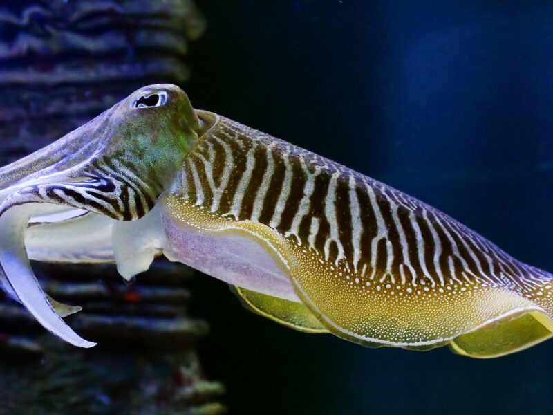 Animal que cambia de color