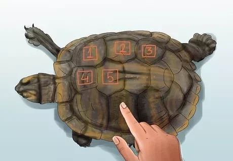 Saber la edad de la tortuga por los anillos de su caparazón