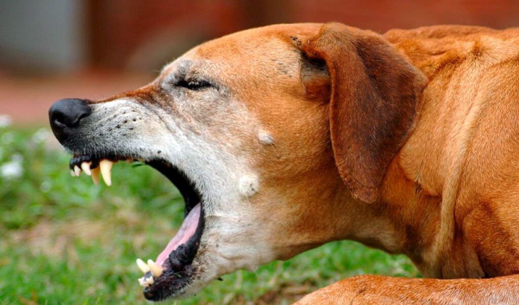 Causas por las que un perro hace ruidos como si no pudiera respirar