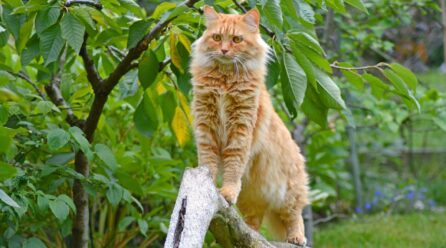 Gato más grande del mundo