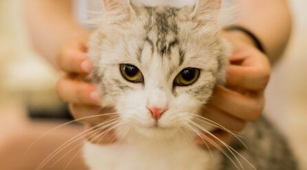 Cómo tranquilizar a un gato