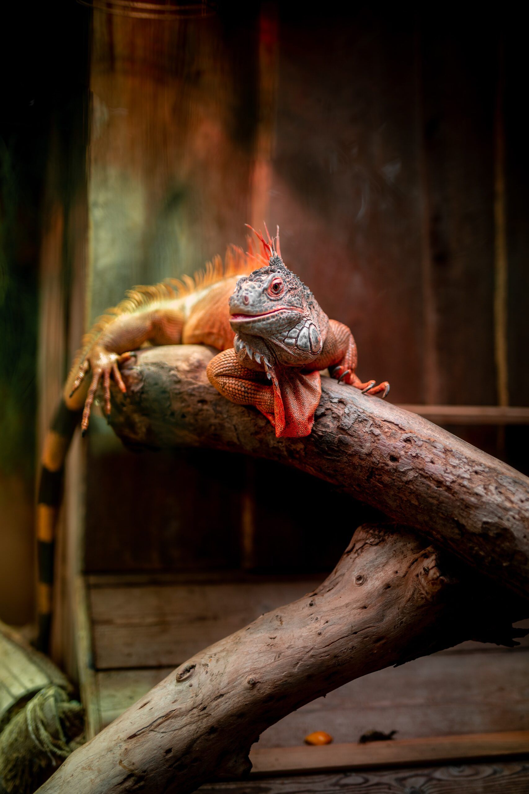 ¿Qué necesita una iguana mascota?