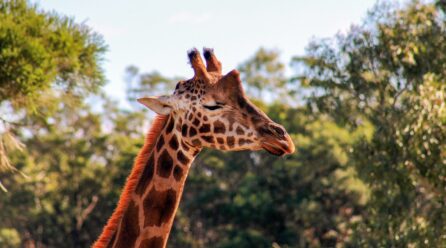 Cómo duermen las jirafas