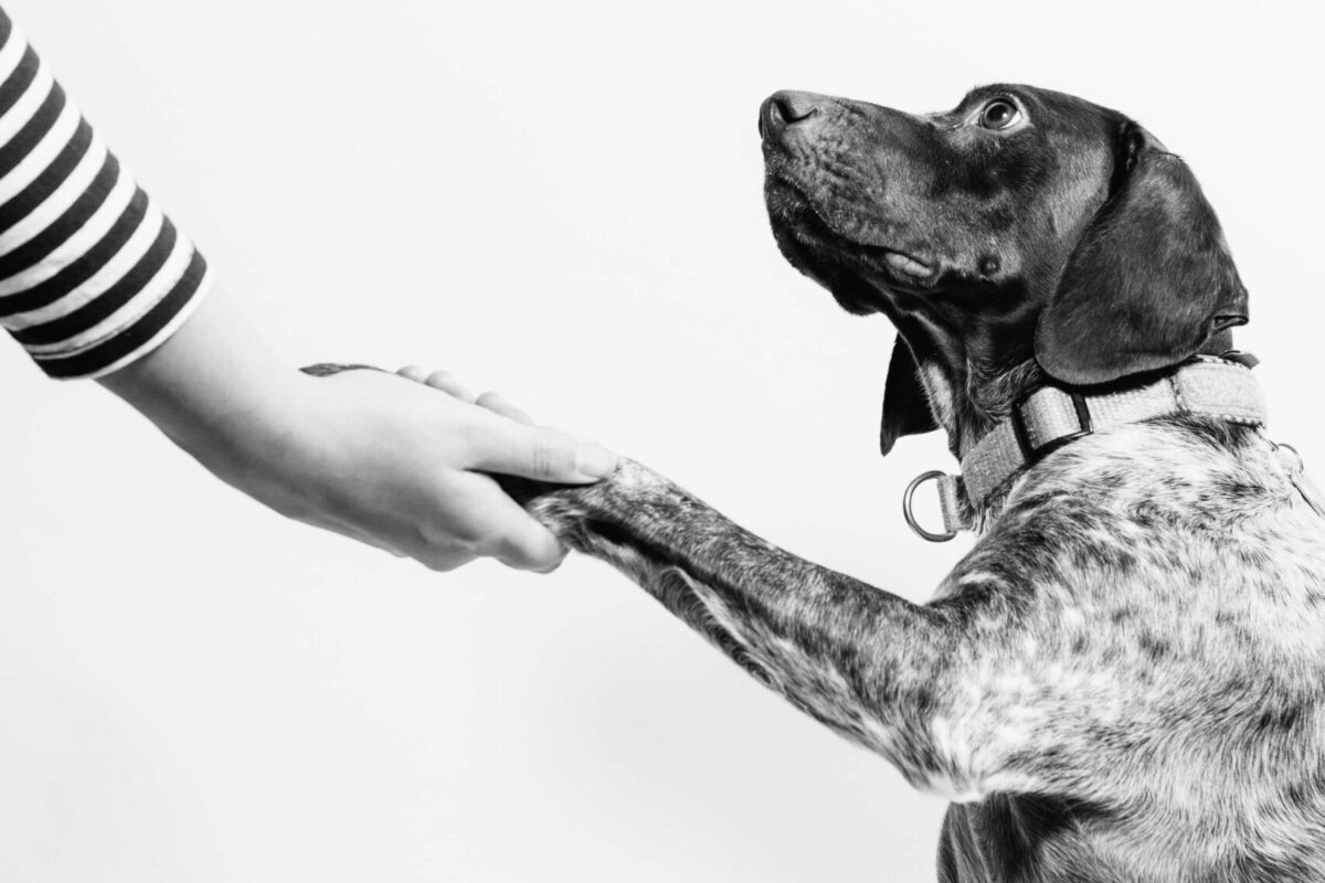 ¿Qué es la artrosis canina y cómo podemos tratarla?