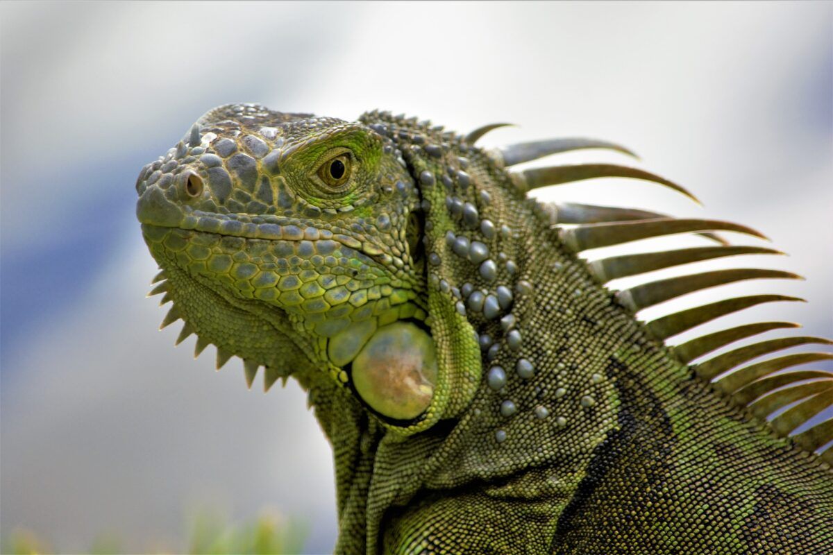 Iguana mascota
