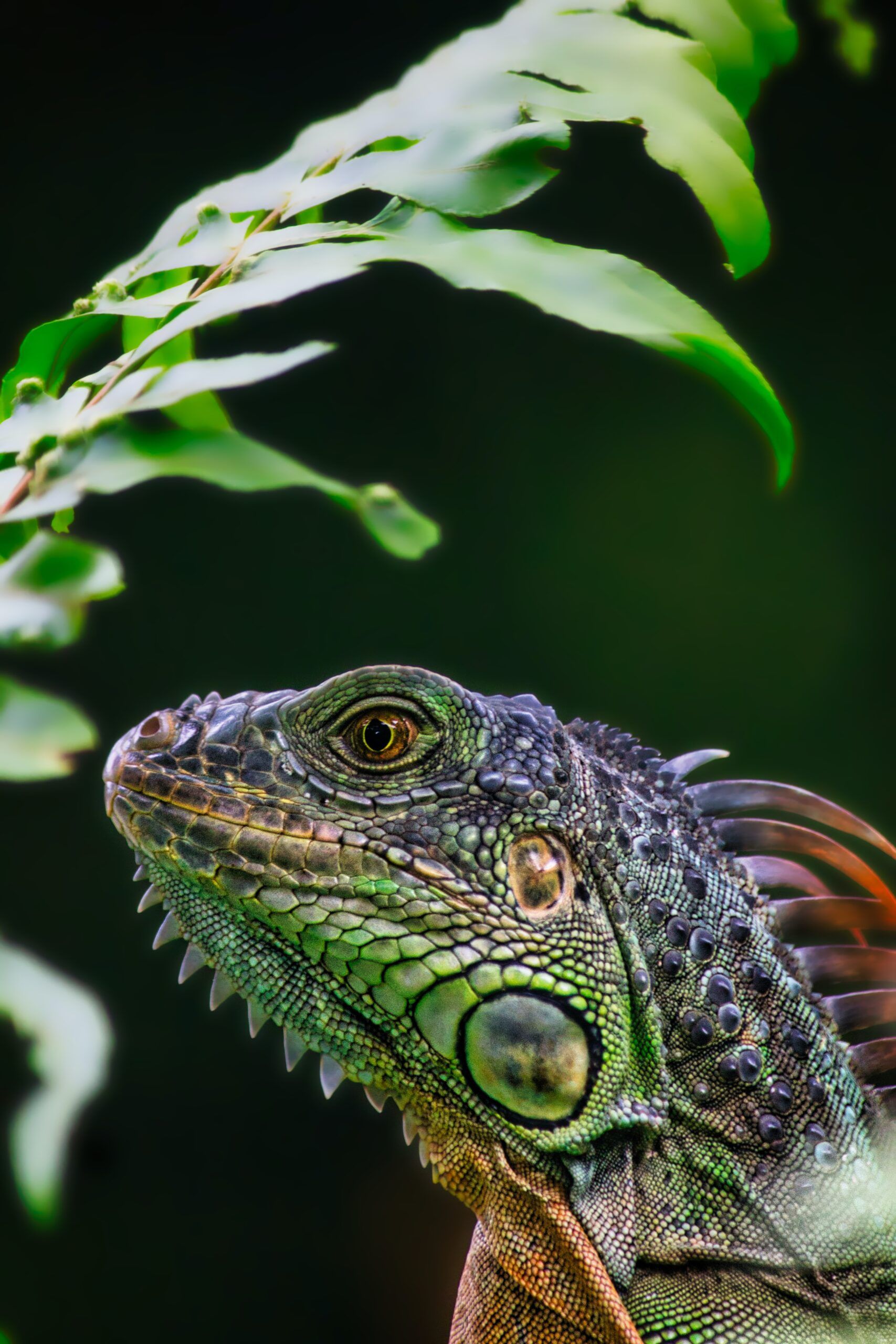 Consejos para el dueño de una iguana