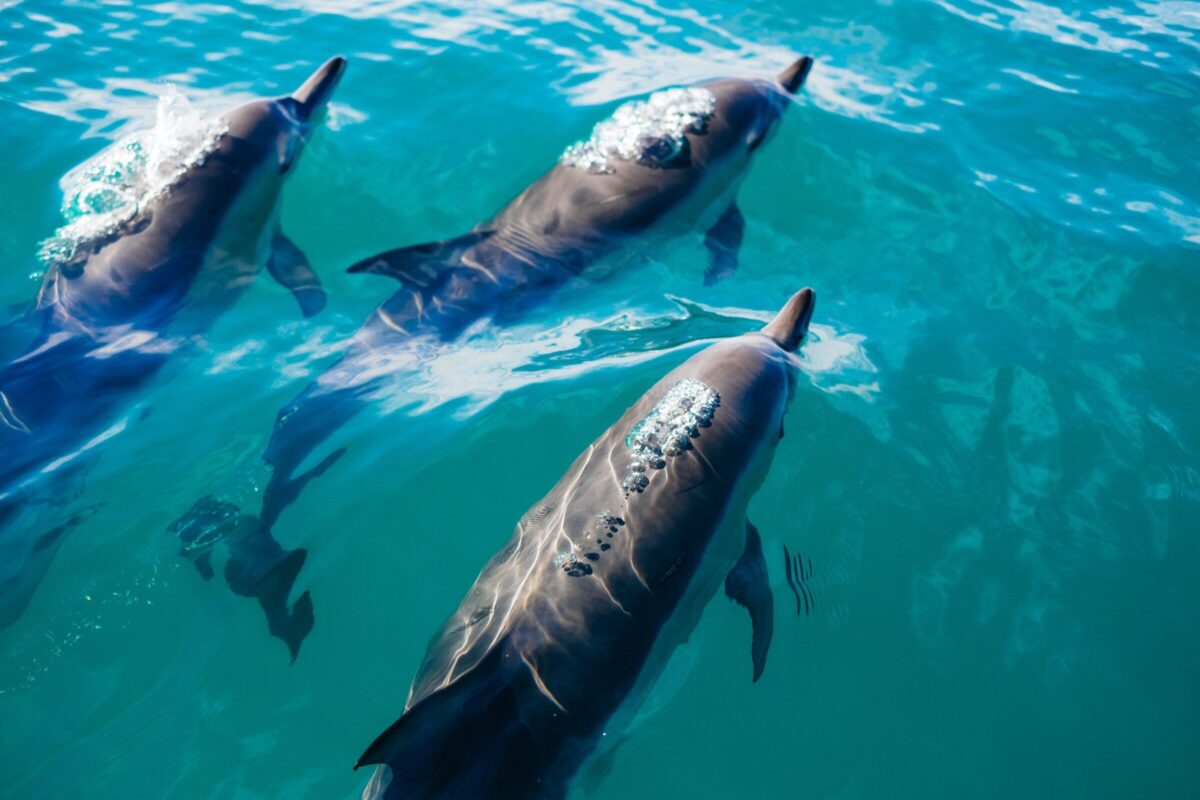 Cómo respiran los delfines