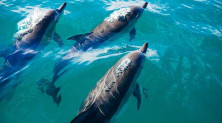Cómo respiran los delfines