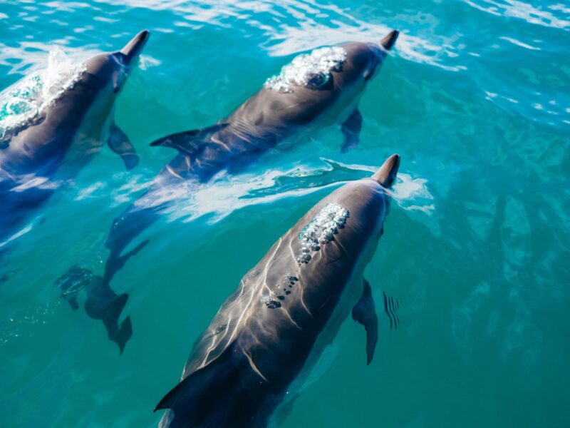 Cómo respiran los delfines