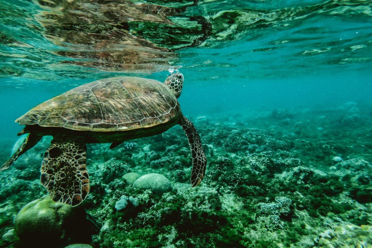 ¿Cuánto viven las tortugas de agua?