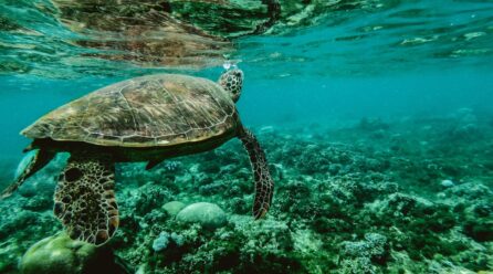 ¿Cuánto viven las tortugas de agua?