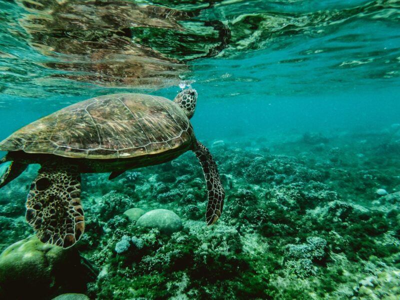 ¿Cuánto viven las tortugas de agua?