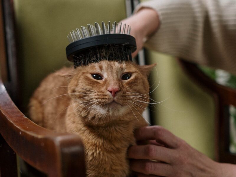 Cómo cepillar a un gato