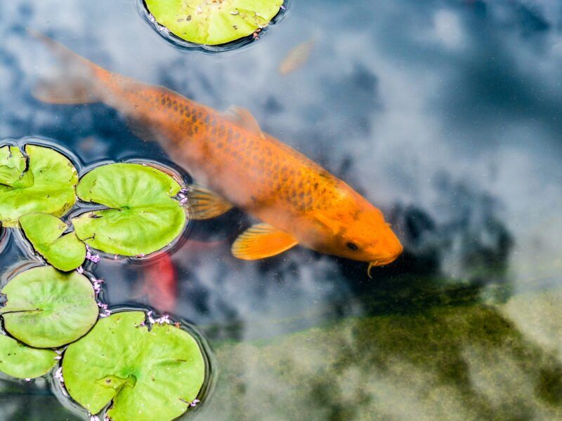 Cómo cuidar peces de agua fría