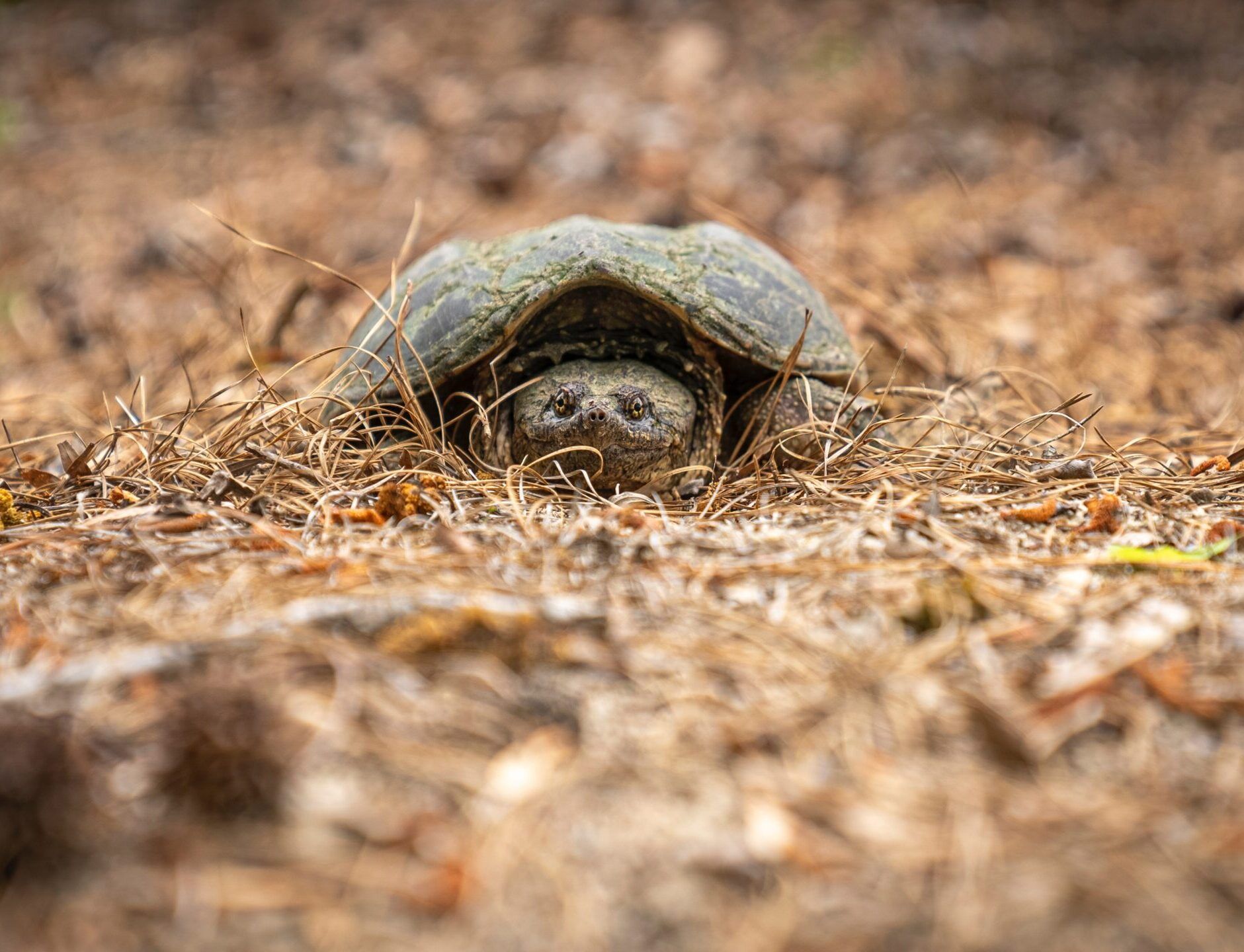 Cómo saber si tu tortuga está muerta o hibernando