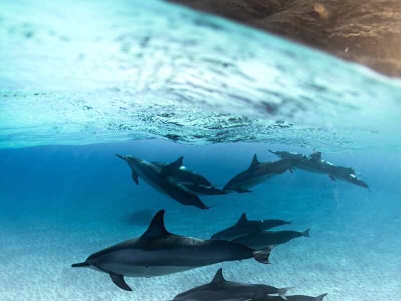 Cómo duermen los delfines
