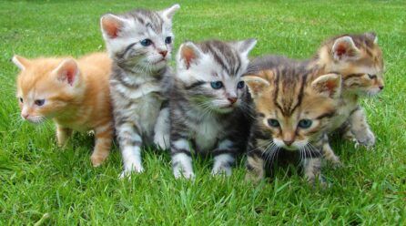 Gatitos bebés cuidados
