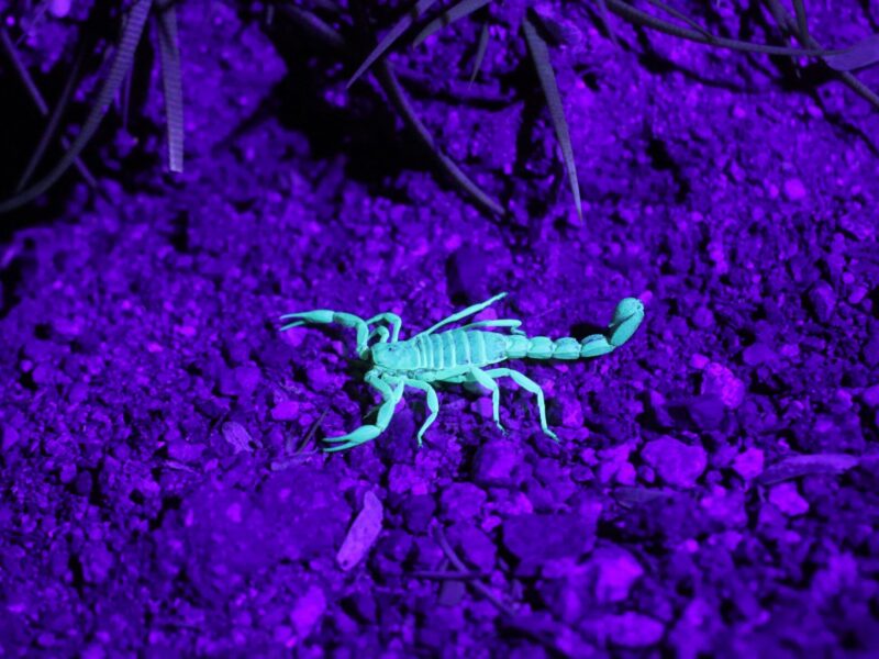 10 animales invertebrados