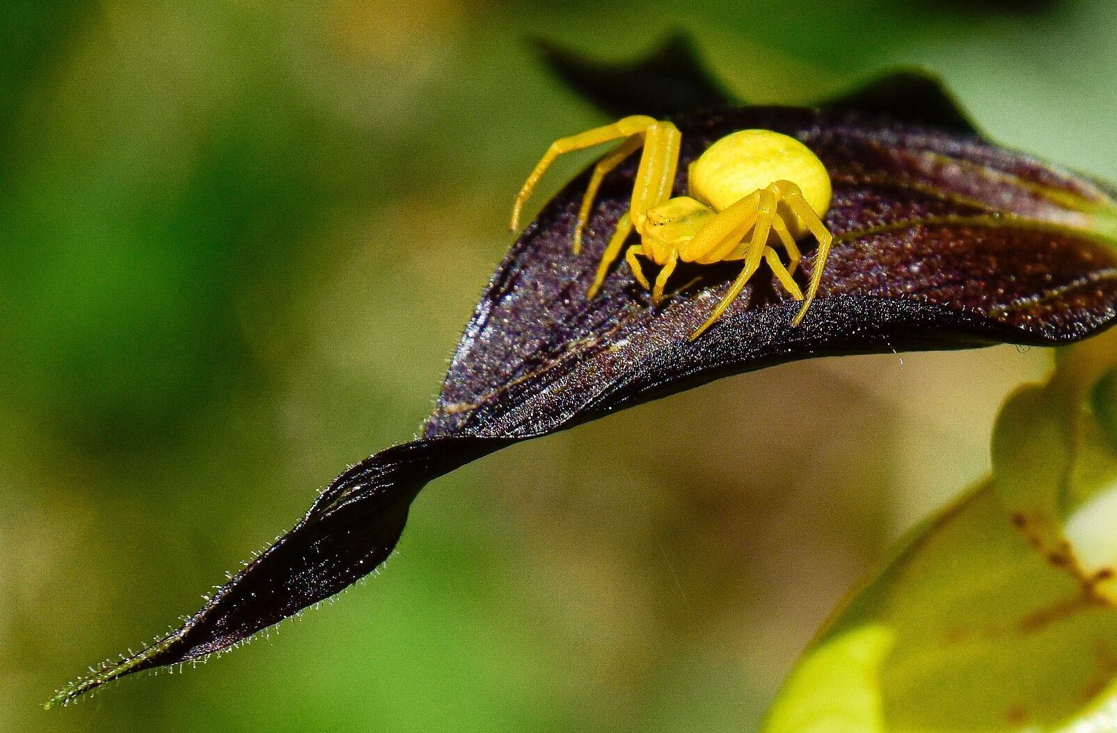 Araña cangrejo amarilla