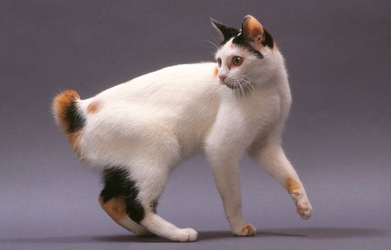 Raza de gato bobtail japonés