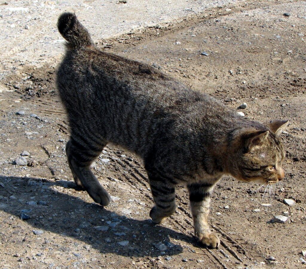 Raza de gato bobtail japonés