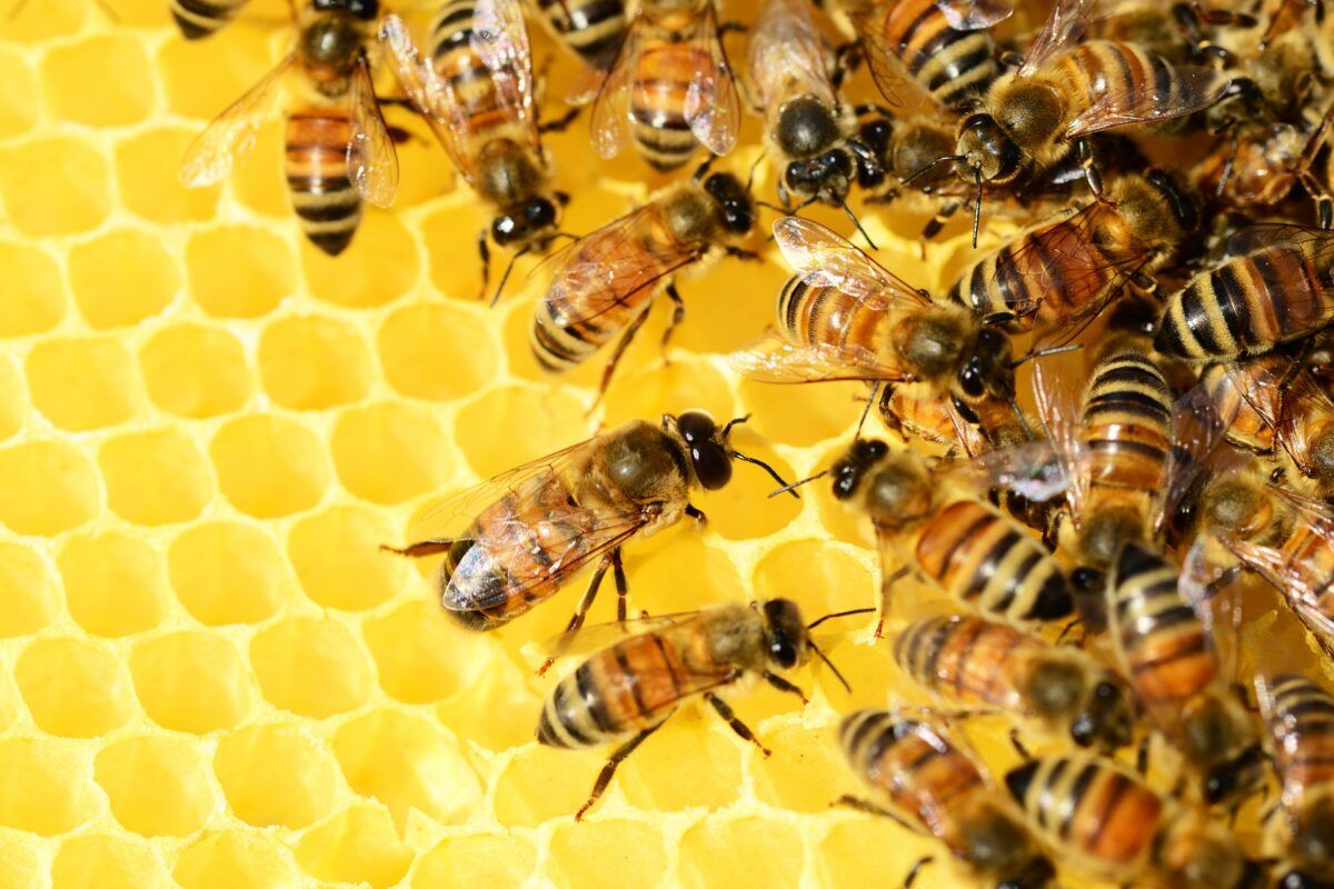 Cómo fabrican la miel las abejas