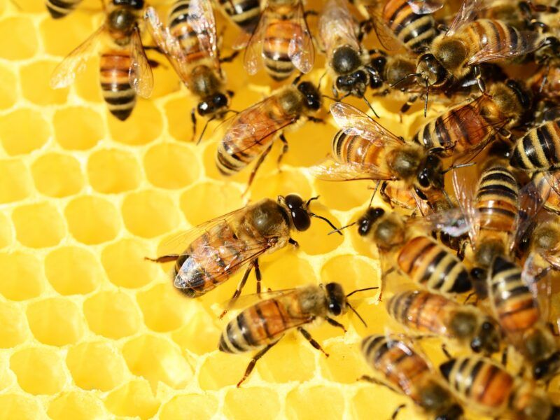 Cómo fabrican la miel las abejas