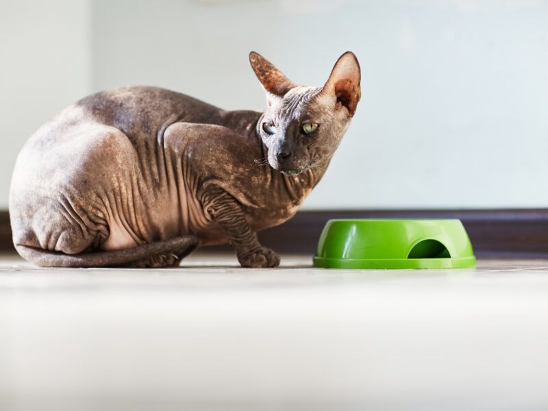 ¿Cuántas veces al día come un gato?