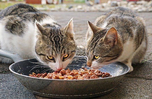 Gatos compartiendo comida