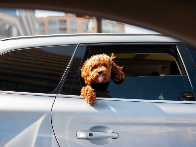 Cómo transportar un perro en coche