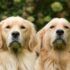 Dos perros de raza golden retrievers