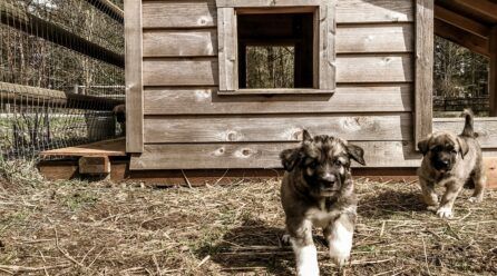 Cómo hacer una casa de madera para perro