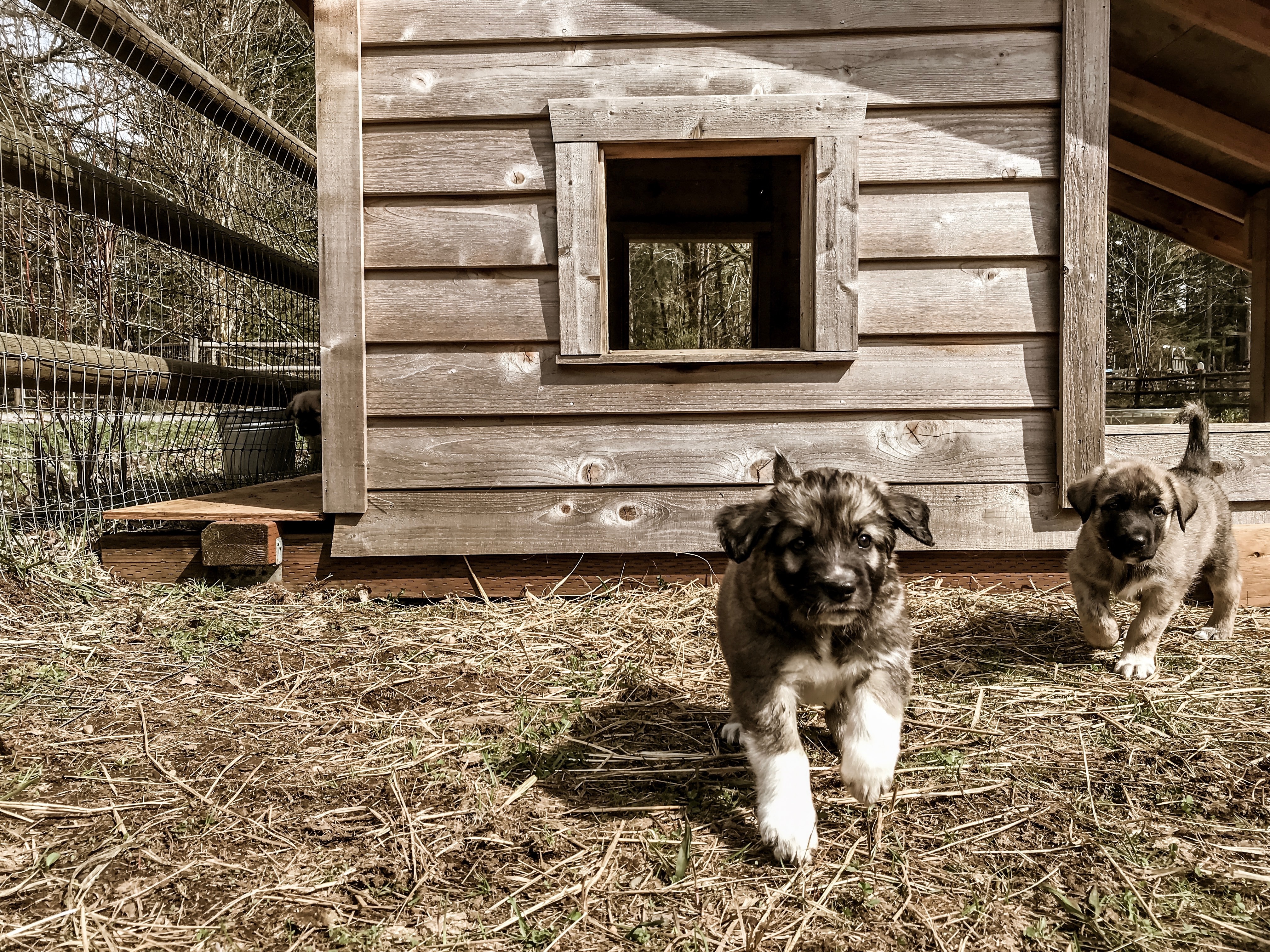 Cómo hacer una casa de madera para un perro pequeño