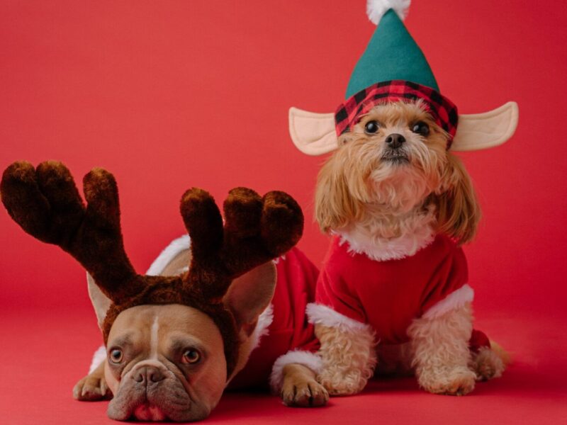 Cómo hacer un disfraz para perro