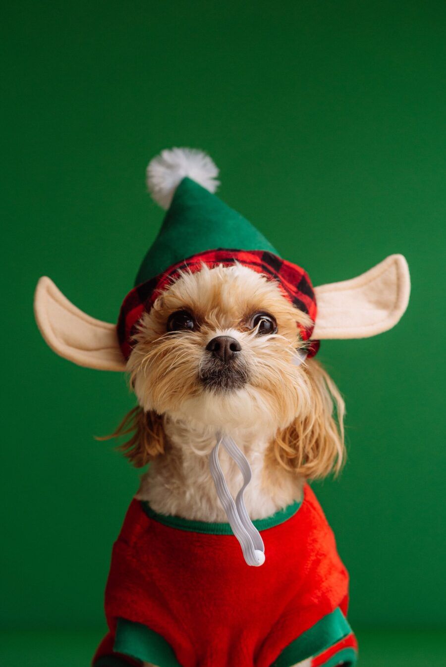 Disfraz de elfo para perros