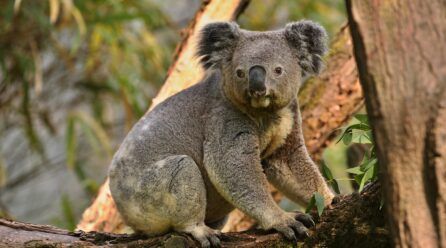 ¿Cuántas horas duerme un koala?