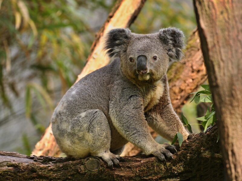 ¿Cuántas horas duerme un koala?