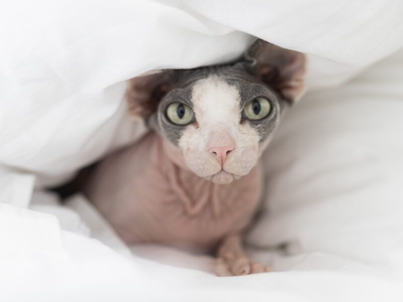 Curiosidades del gato esfinge