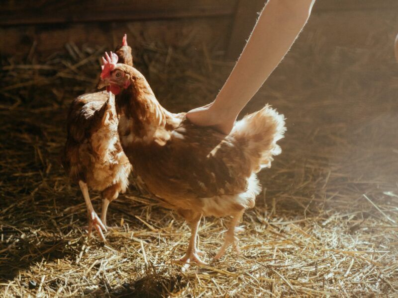 Cómo eliminar los piojos de las gallinas de forma casera