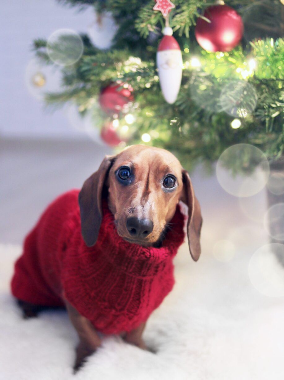 Disfraz sencillo de navidad para perros