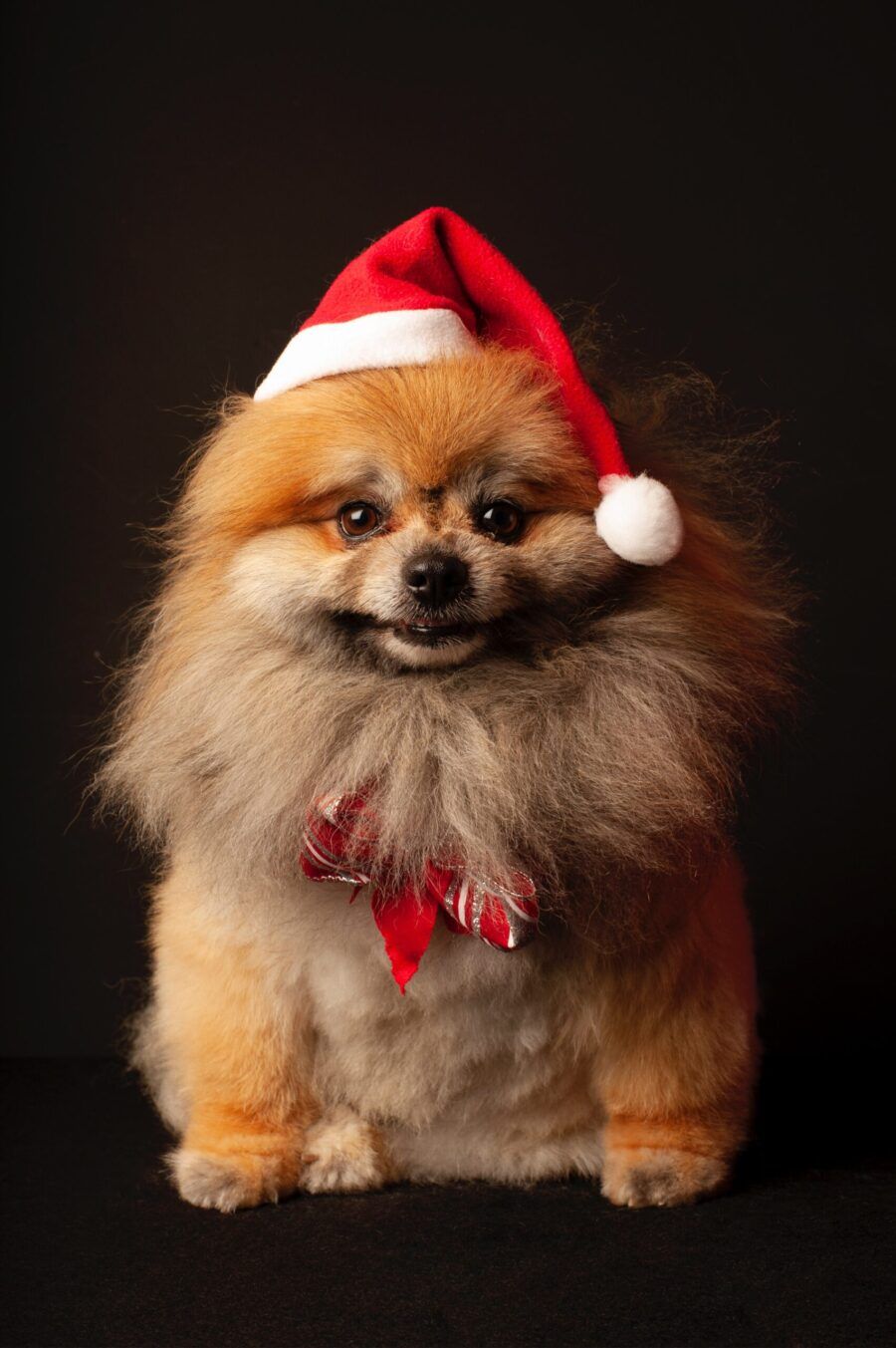 Disfraz de Santa Claus para perro
