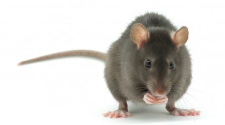 ¿Cuántas crías puede tener una rata?