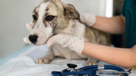 Insuficiencia renal en perros, ¿Cuándo es necesario sacrificar?