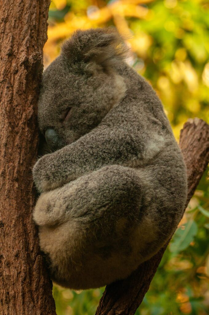 Koala dormido en un árbol