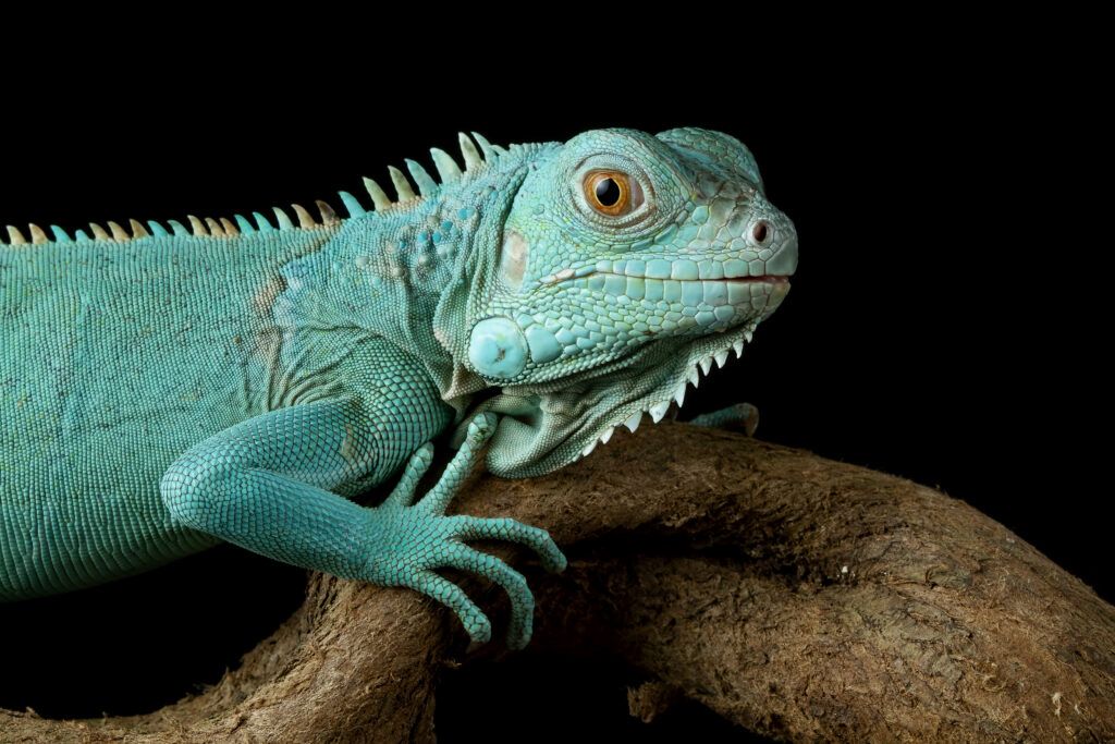 Iguana azul en una madera