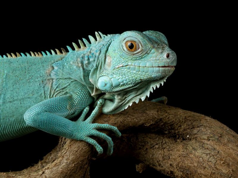 ¿Por qué la iguana está en peligro de extincion?