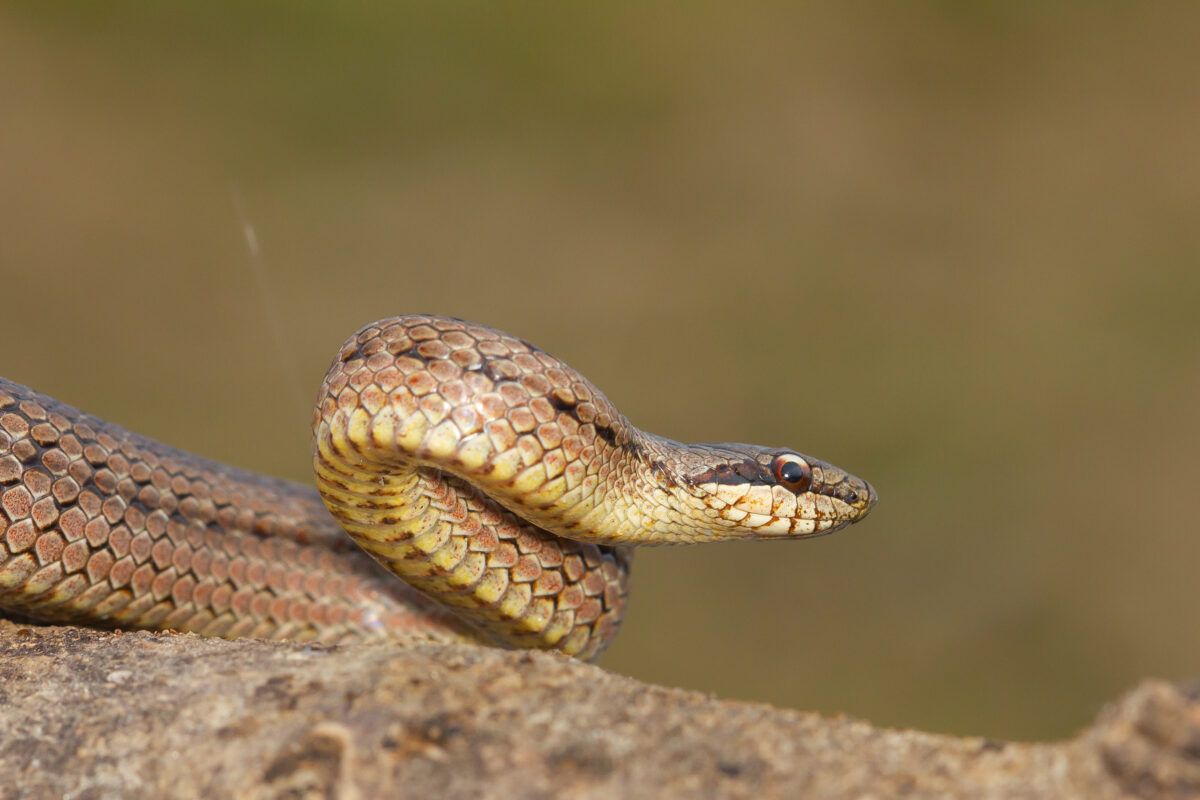 ¿Qué hacen los lagartos y las serpientes para controlar la temperatura de su cuerpo?